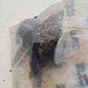 VOLKSWAGEN GOLF III VENTO PODUSZKA MOCOWANIE SILNIKA MAXGEAR 76-0183
